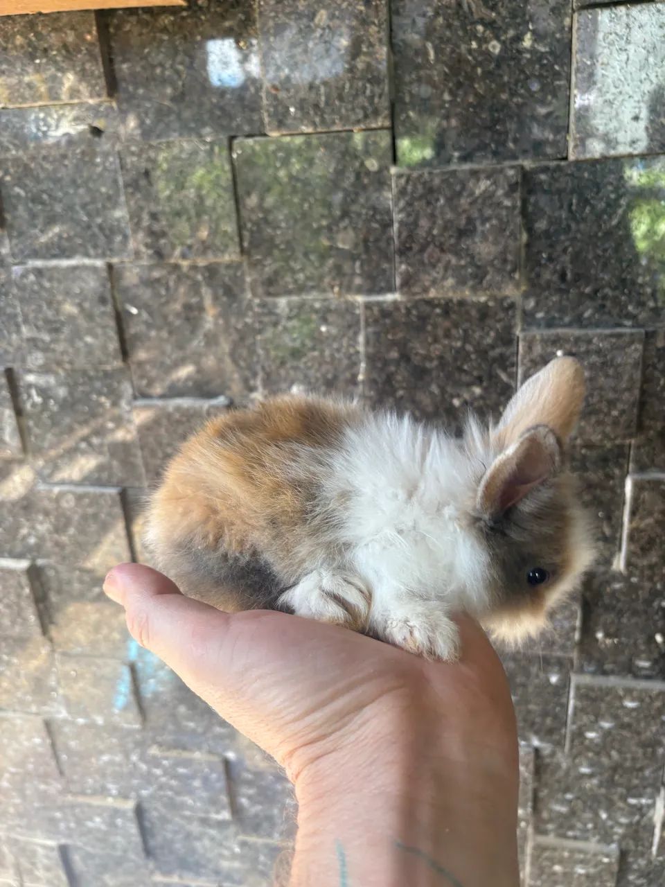 Mini liom  R$ 30,00 - Foto 4