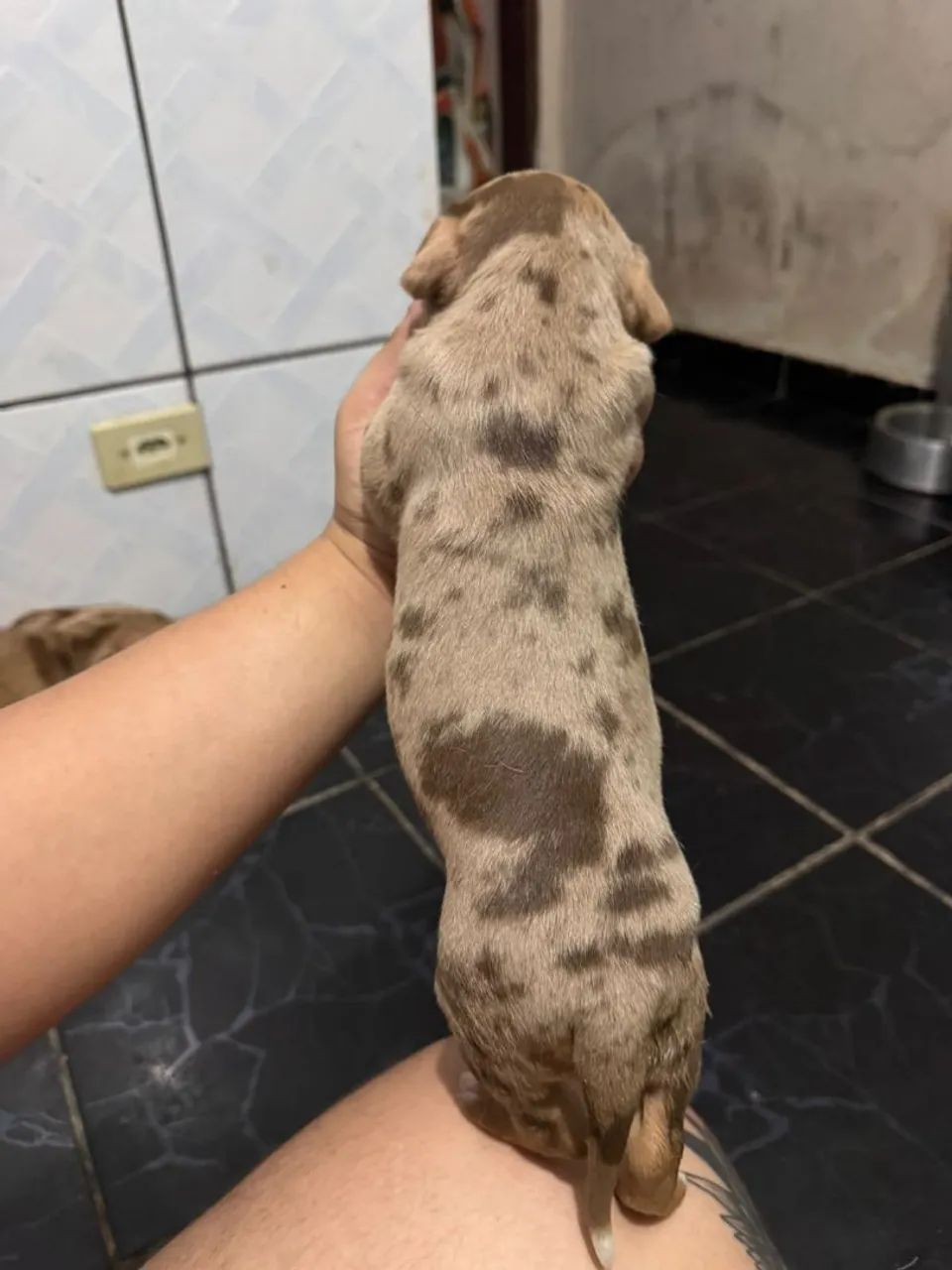 Pit monster 