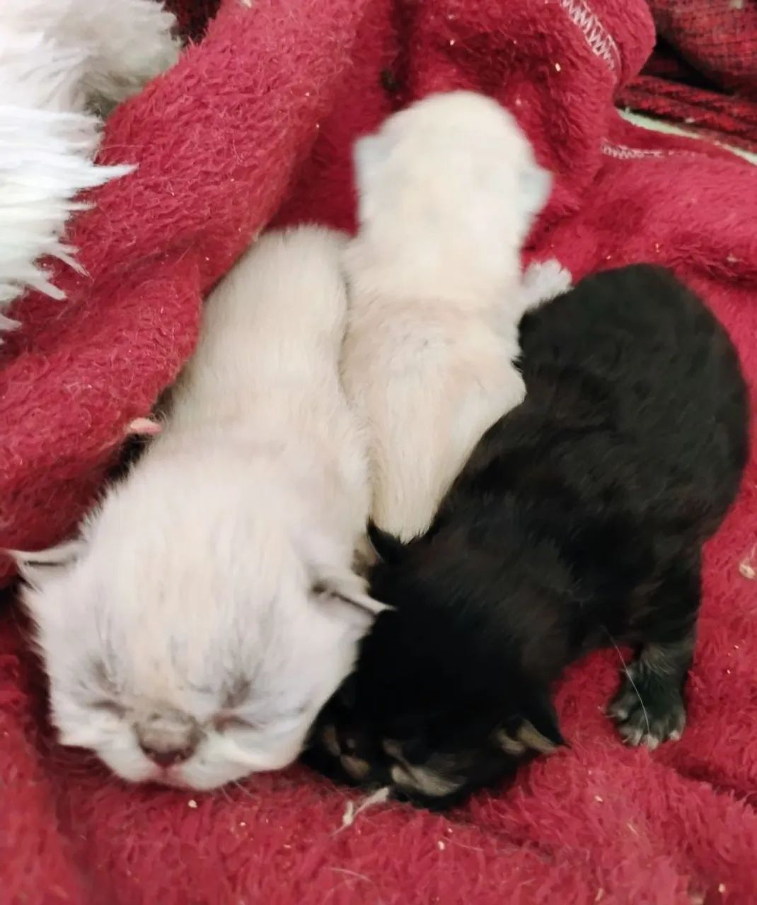 Gatinhos Persa Filhotes