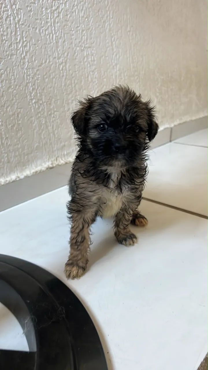 Shitszu com maltês  - Foto 3