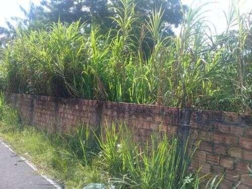 Barbada!!! Vendemos com exclusividade um Sítio/Terreno com 10,6 hectares - Foto 8