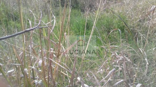 Sítio em Chã Grande com 9,2 hectare (Cód.: ho857) - Foto 7