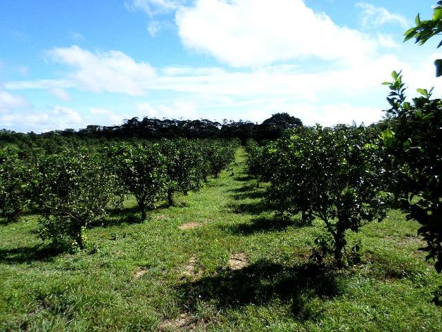 Fazenda de laranja 1.500 x2.500 na AM 010 KM 110 - Foto 8