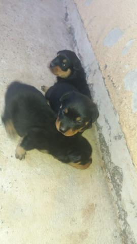 Cachorro filhote