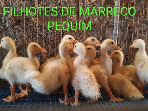 Filhotes 10 uni.por 100 reais - Foto 3