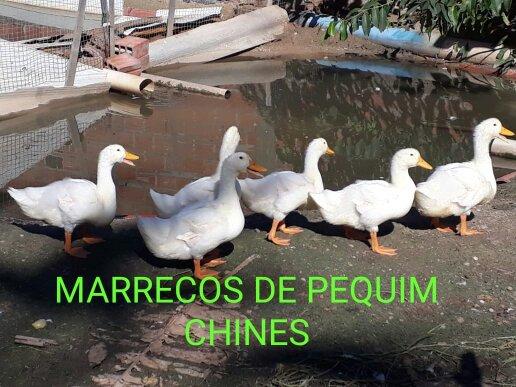 Filhotes 10 uni.por 100 reais - Foto 2