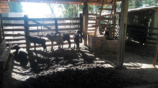 Fazenda 85 alqueres - Foto 2