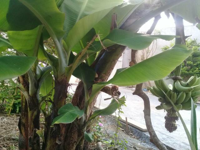 Mudas de bananeiras
