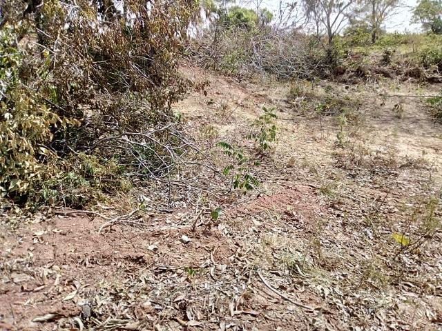 Venda de Fazenda, 650 hectares, Guiratinga - MT - Foto 7