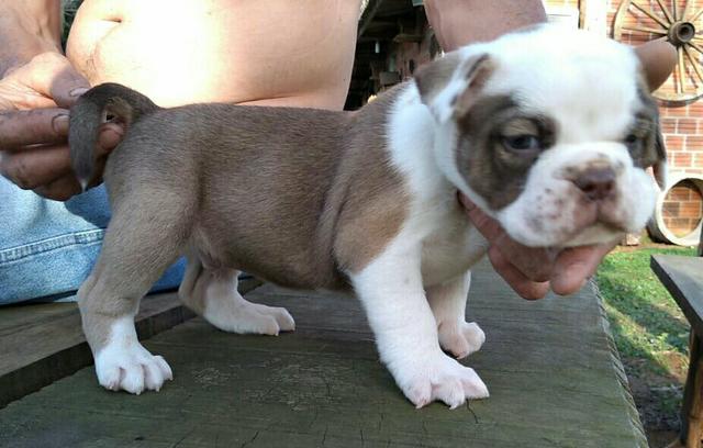 Buldogue Campeiro