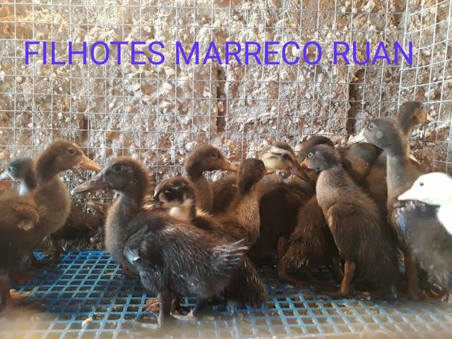 Filhotes 10 uni.por 100 reais - Foto 4