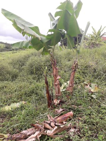 Sítio em Saire PÉ com 05 hectares - Foto 14