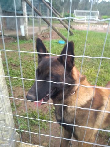 Pastor belga malinoa - Foto 3