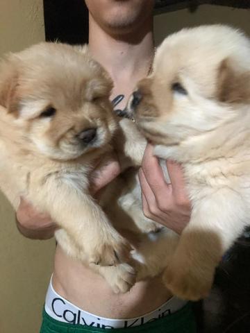 Chow chow puro - Foto 4