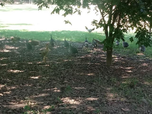 Chácara de 7 hectares, nas margem do rio em Acorizal, comunidade baus - Foto 9