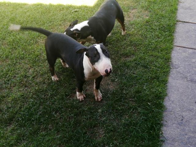 Bullterrieringlês mãe miniatura(RJ) - Foto 5