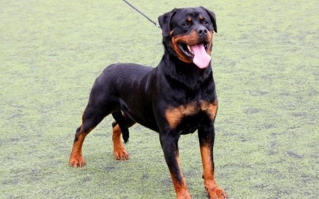 Locação de Cães de Guarda! - Foto 4