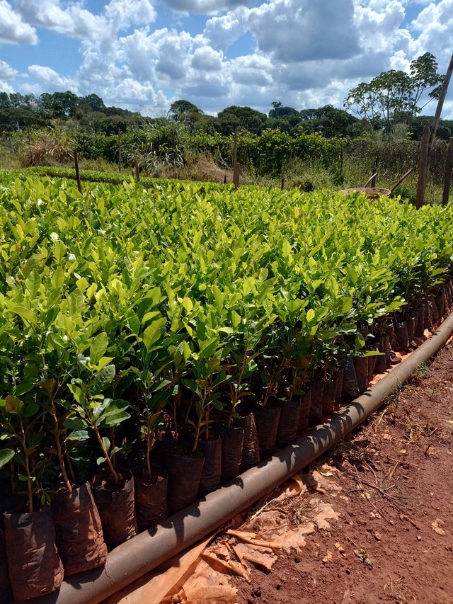 Mudas de cerca viva (limãozinho)- R$ 1,30