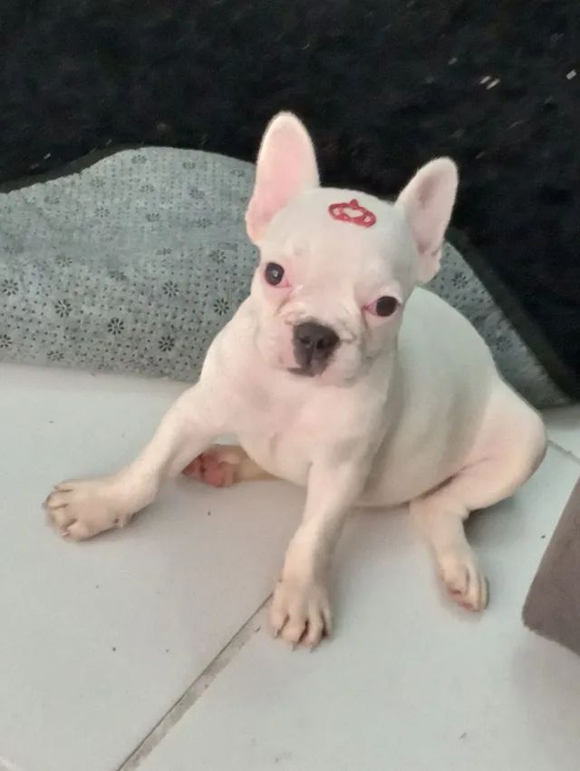 Bulldogue femea 1.600
