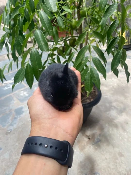 Coelhinho bebê - raça mini - Foto 2