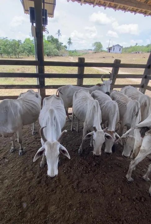 10 vacas Nelore magras - Foto 2