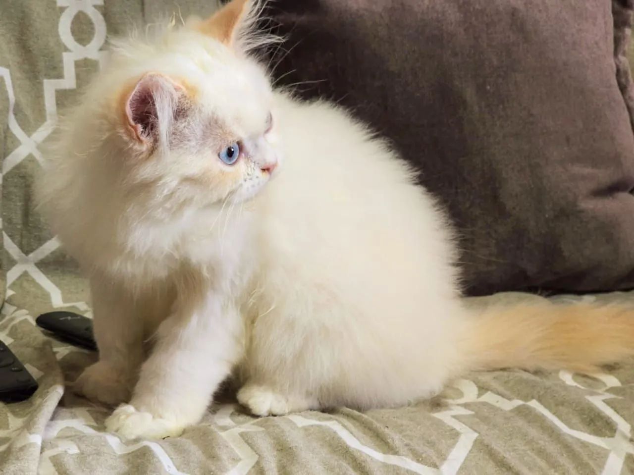 Gatinho persa branco com olhos azuis - Foto 3