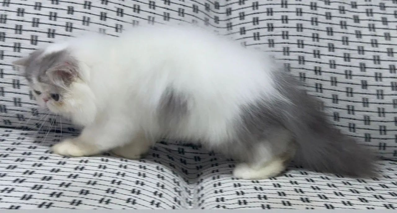 Gatinho persa lindo e dócil com pedigree  - Foto 2