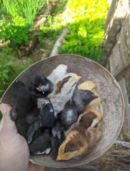 Pintinhos Caipira - Foto 2