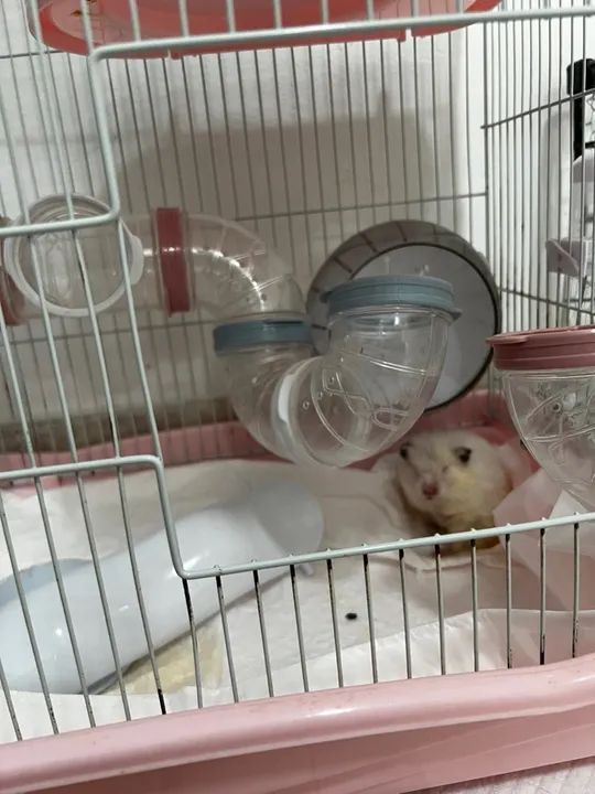 Gaiola para Roedores - 2 Andares - Foto 3