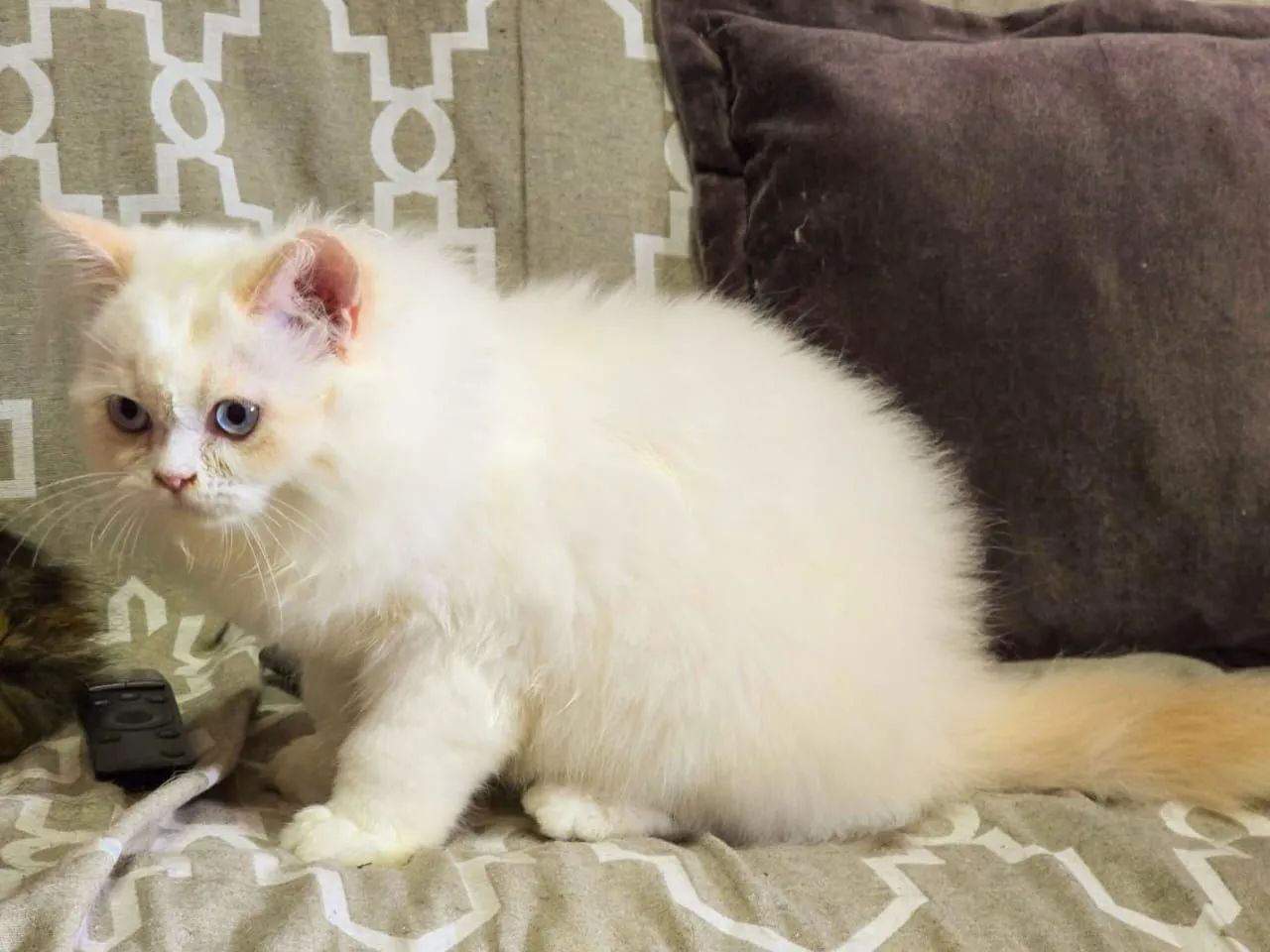 Gatinho persa branco com olhos azuis - Foto 2