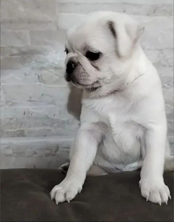 Filhotes de pug (última branca)