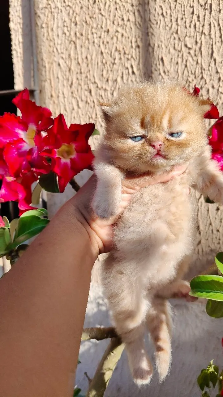 Gato persa