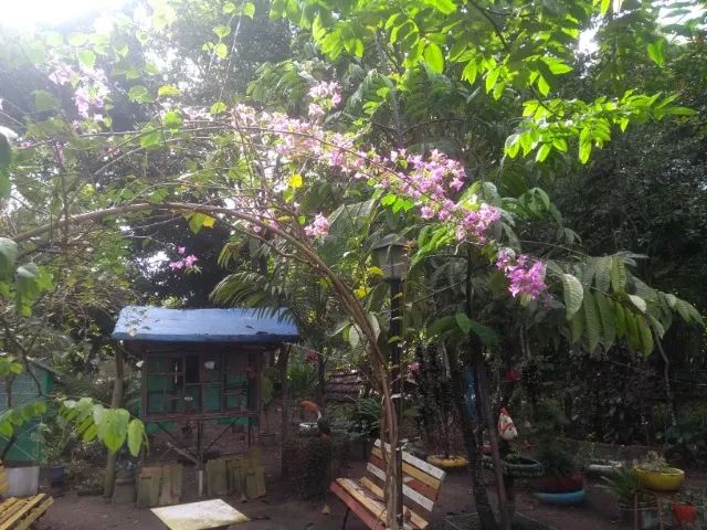Lindo Sitio em Nova Iguaçu. Sossego, paz e segurança. 1,5 hectare - Foto 4