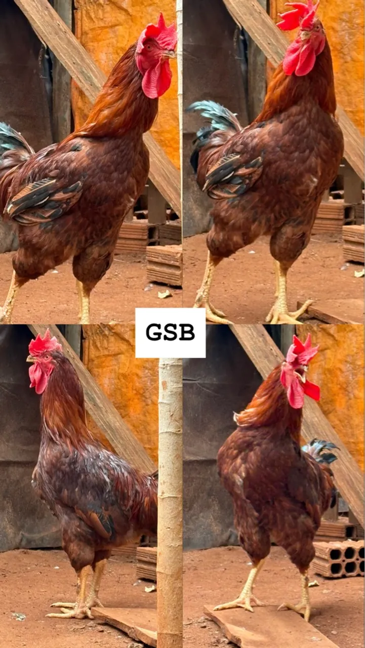 Galo GSB