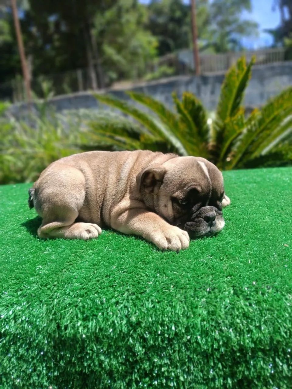 Filhote de Bulldog Ingles - Foto 2