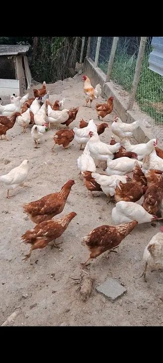 Frangas Poedeiras novas  - Foto 3