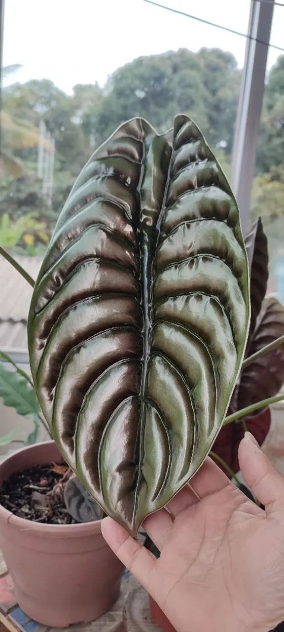 Planta alocasia cuprea  - Foto 2
