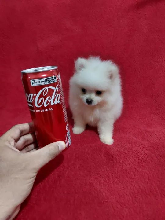 Spitz alemão anão macho com 50 dias pai pesa 1k e 200 gramas 