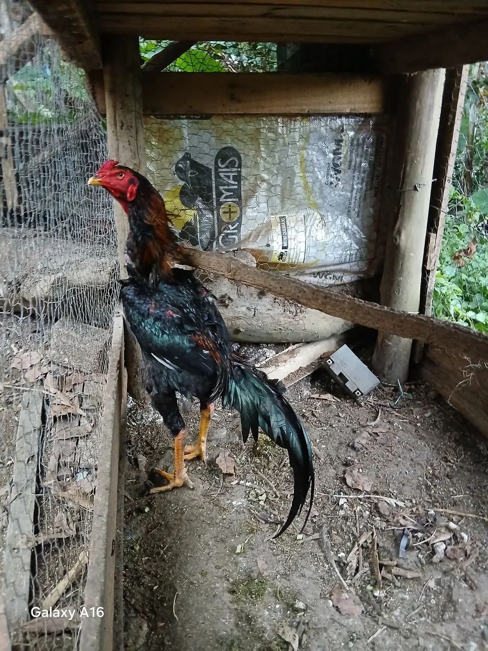 Galinha 64304560509315124