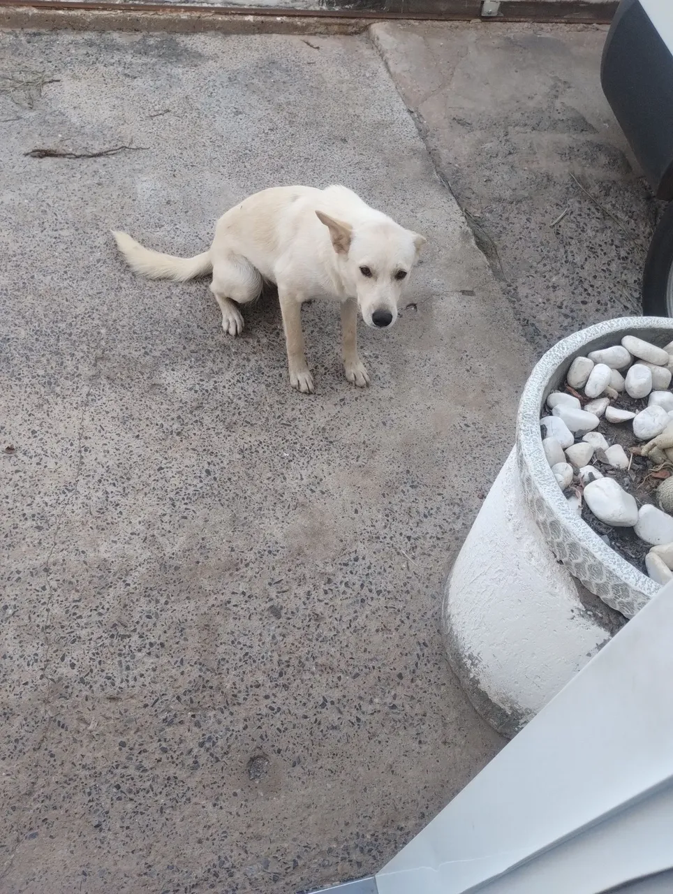 Cãozinho para adoção