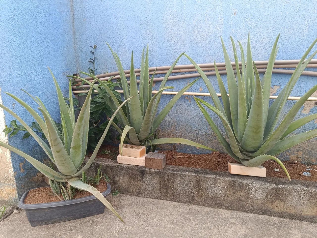 Mudas de Babosa Aloe Vera 