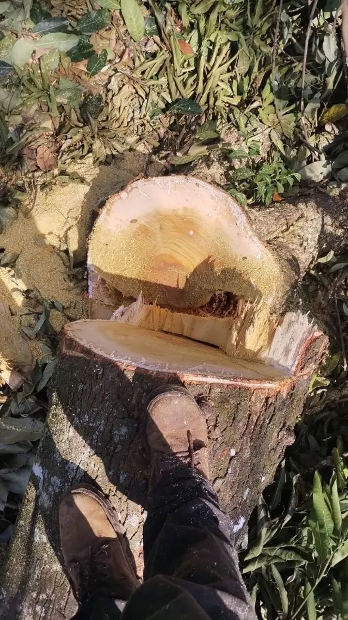 Poda e Corte de Árvore  - Foto 4
