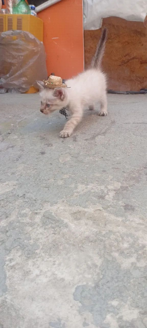 Gatinho (MACHO)branco disponível para adoção responsável  - Foto 5