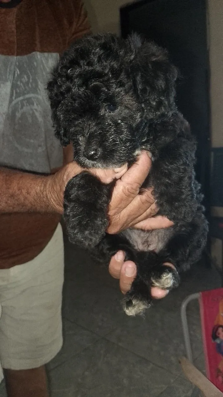 Filhote de Poodle Preto