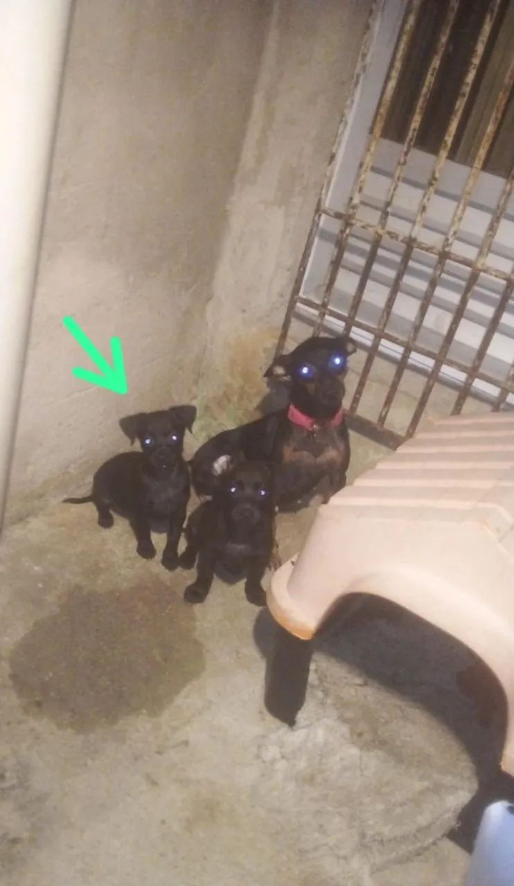 Vendo pincher fêmea  - Foto 2