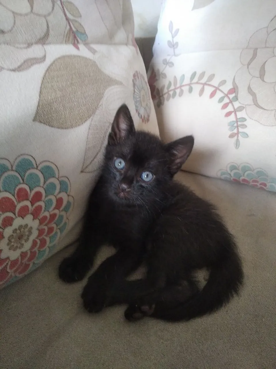 Gatinho preto tigrado macho