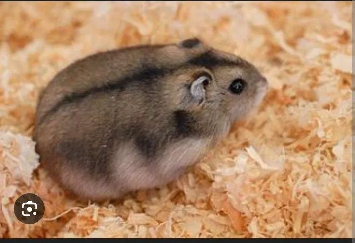 Bixinho de estimação 