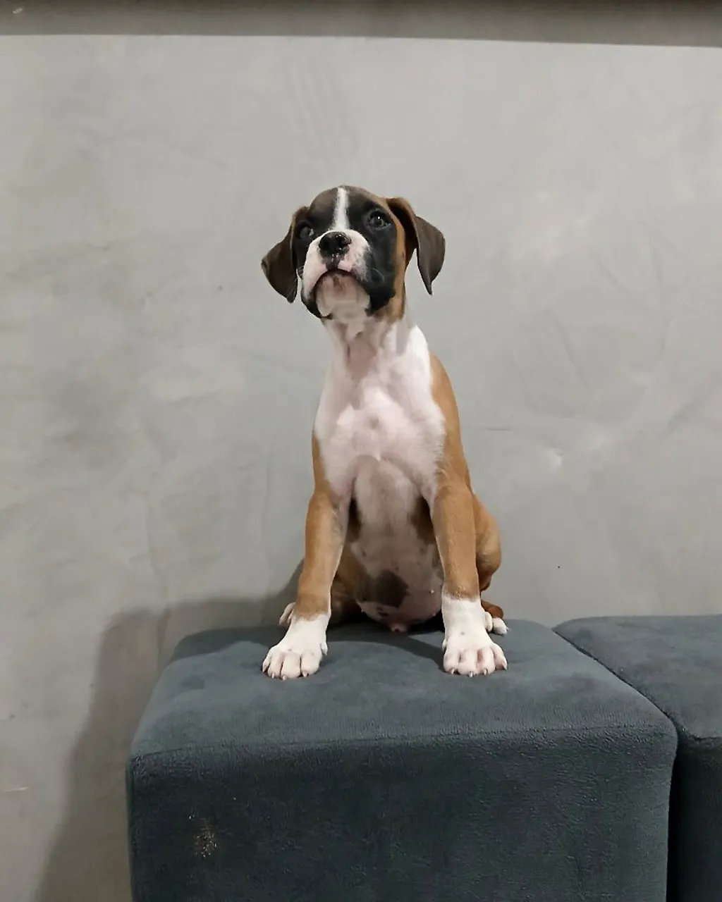 Filhote de Boxer com Pelagem Charmosa