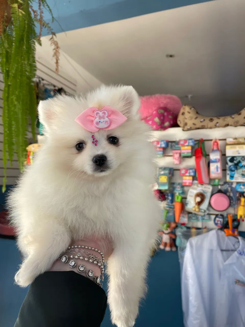 Spitz alemão fêmea anao $3.900,00 - Foto 2