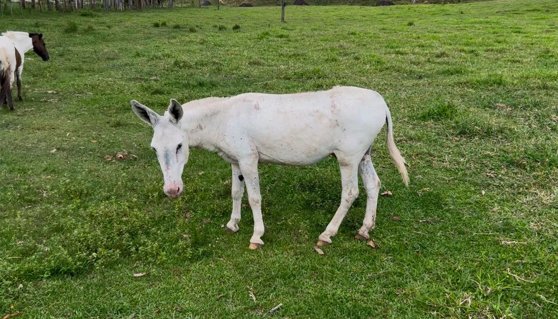 Jumento para cobrir éguas - Rio Bonito, RJ - Foto 2